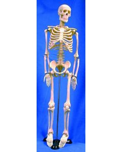 United Scientific Supply Human Skeleton Model, 85Cm; USS-HSKL85